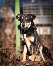 KALLE, Hund, Mischlingshund in Rumänien - Bild 5