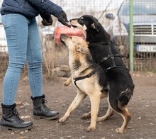 KALLE, Hund, Mischlingshund in Rumänien - Bild 6