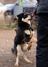 KALLE, Hund, Mischlingshund in Rumänien - Bild 7