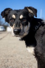 KALLE, Hund, Mischlingshund in Rumänien - Bild 8