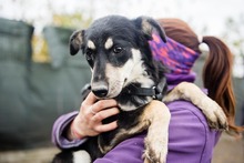 KALLE, Hund, Mischlingshund in Rumänien - Bild 9