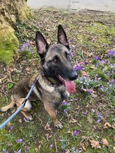 DINO, Hund, Malinois Mischling in Overath - Bild 1