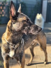 DINO, Hund, Malinois Mischling in Overath - Bild 2