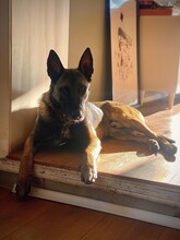DINO, Hund, Malinois Mischling in Overath - Bild 3
