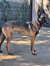 DINO, Hund, Malinois Mischling in Overath - Bild 4