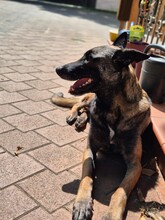 DINO, Hund, Malinois Mischling in Overath - Bild 5