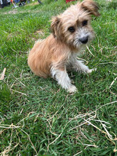 JARA, Hund, Mischlingshund in Rumänien - Bild 1