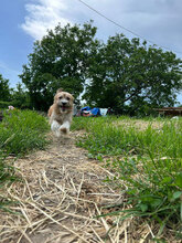 JARA, Hund, Mischlingshund in Rumänien - Bild 2
