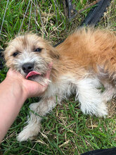 JARA, Hund, Mischlingshund in Rumänien - Bild 3