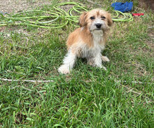 JARA, Hund, Mischlingshund in Rumänien - Bild 4