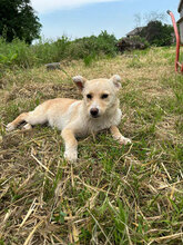 TAINA, Hund, Mischlingshund in Rumänien - Bild 3