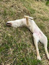 TAINA, Hund, Mischlingshund in Rumänien - Bild 6