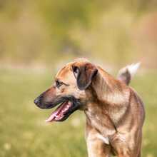 LUKE, Hund, Mischlingshund in Essingen - Bild 2