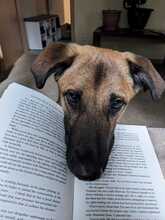 LUKE, Hund, Mischlingshund in Essingen - Bild 3