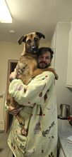 LUKE, Hund, Mischlingshund in Essingen - Bild 4