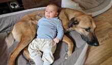 LUKE, Hund, Mischlingshund in Essingen - Bild 5