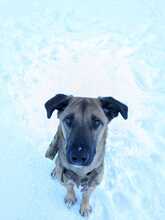 LUKE, Hund, Mischlingshund in Essingen - Bild 7