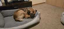 LUKE, Hund, Mischlingshund in Essingen - Bild 8
