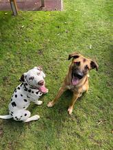 LUKE, Hund, Mischlingshund in Essingen - Bild 9