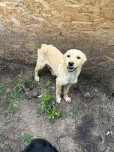 GRAYA, Hund, Mischlingshund in Rumänien - Bild 2