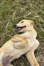 GRAYA, Hund, Mischlingshund in Rumänien - Bild 3