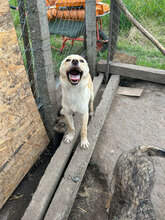 GRAYA, Hund, Mischlingshund in Rumänien - Bild 4