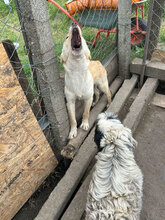 GRAYA, Hund, Mischlingshund in Rumänien - Bild 5