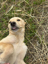 GRAYA, Hund, Mischlingshund in Rumänien - Bild 6