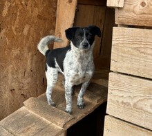 MATILDA, Hund, Affenpinscher in Rumänien - Bild 1
