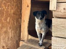 MATILDA, Hund, Affenpinscher in Rumänien - Bild 2