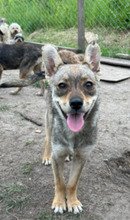 AMIRELLA, Hund, Mischlingshund in Rumänien - Bild 1