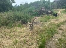 AMIRELLA, Hund, Mischlingshund in Rumänien - Bild 8