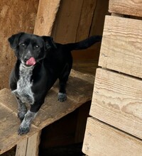 RICKY, Hund, Mischlingshund in Rumänien - Bild 1
