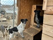 RICKY, Hund, Mischlingshund in Rumänien - Bild 3