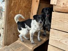 RICKY, Hund, Mischlingshund in Rumänien - Bild 4