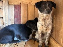 RICKY, Hund, Mischlingshund in Rumänien - Bild 5