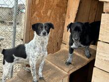 RICKY, Hund, Mischlingshund in Rumänien - Bild 6