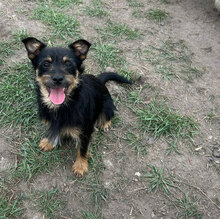 MARLENE, Hund, Mischlingshund in Rumänien - Bild 1