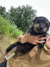 MARLENE, Hund, Mischlingshund in Rumänien - Bild 10