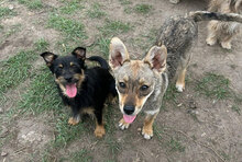 MARLENE, Hund, Mischlingshund in Rumänien - Bild 2