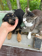 MARLENE, Hund, Mischlingshund in Rumänien - Bild 3