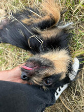 MARLENE, Hund, Mischlingshund in Rumänien - Bild 5