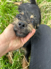 MARLENE, Hund, Mischlingshund in Rumänien - Bild 6