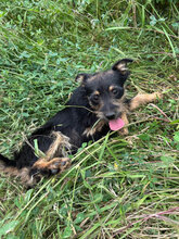 MARLENE, Hund, Mischlingshund in Rumänien - Bild 7
