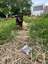 MARLENE, Hund, Mischlingshund in Rumänien - Bild 8