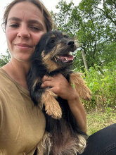 MARLENE, Hund, Mischlingshund in Rumänien - Bild 9
