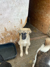 AURA, Hund, Mischlingshund in Rumänien - Bild 1
