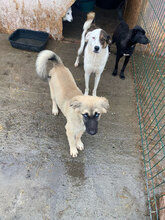AURA, Hund, Mischlingshund in Rumänien - Bild 2