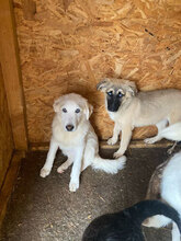 AURA, Hund, Mischlingshund in Rumänien - Bild 3