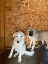 AURA, Hund, Mischlingshund in Rumänien - Bild 5